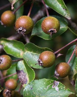 Fotografia 8 da espécie Pyrus cordata no Jardim Botânico UTAD