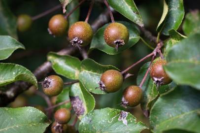 Fotografia da espécie Pyrus cordata