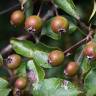 Fotografia 8 da espécie Pyrus cordata do Jardim Botânico UTAD