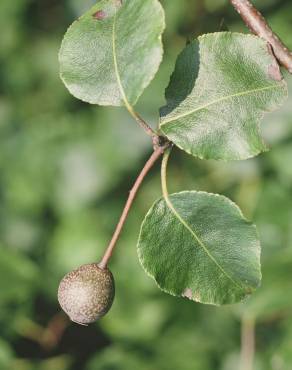 Fotografia 9 da espécie Pyrus cordata no Jardim Botânico UTAD