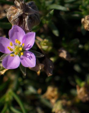 Fotografia 3 da espécie Spergularia rupicola no Jardim Botânico UTAD