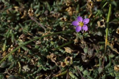 Fotografia da espécie Spergularia rupicola