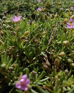 Fotografia 6 da espécie Spergularia rupicola no Jardim Botânico UTAD