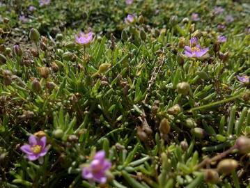 Fotografia da espécie Spergularia rupicola