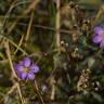 Fotografia 7 da espécie Spergularia rupicola do Jardim Botânico UTAD