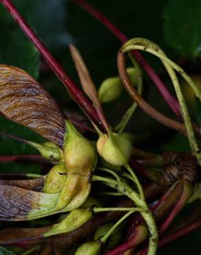 Fotografia 12 da espécie Acer pseudoplatanus no Jardim Botânico UTAD