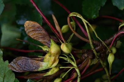 Fotografia da espécie Acer pseudoplatanus