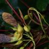 Fotografia 12 da espécie Acer pseudoplatanus do Jardim Botânico UTAD