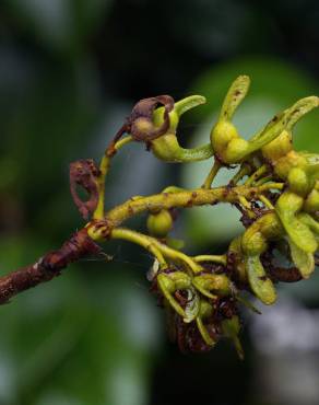 Fotografia 13 da espécie Acer pseudoplatanus no Jardim Botânico UTAD