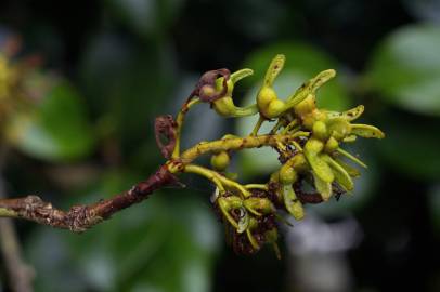 Fotografia da espécie Acer pseudoplatanus