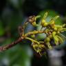 Fotografia 13 da espécie Acer pseudoplatanus do Jardim Botânico UTAD