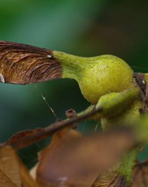 Fotografia 14 da espécie Acer pseudoplatanus no Jardim Botânico UTAD