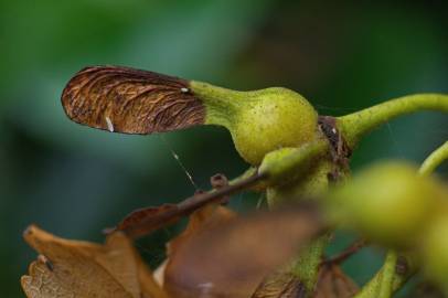 Fotografia da espécie Acer pseudoplatanus