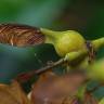 Fotografia 14 da espécie Acer pseudoplatanus do Jardim Botânico UTAD