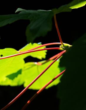Fotografia 15 da espécie Acer pseudoplatanus no Jardim Botânico UTAD