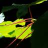Fotografia 15 da espécie Acer pseudoplatanus do Jardim Botânico UTAD