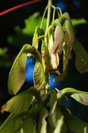 Fotografia da espécie Acer pseudoplatanus