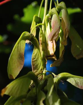 Fotografia 16 da espécie Acer pseudoplatanus no Jardim Botânico UTAD
