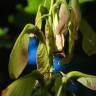 Fotografia 16 da espécie Acer pseudoplatanus do Jardim Botânico UTAD