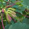 Fotografia 17 da espécie Acer pseudoplatanus do Jardim Botânico UTAD