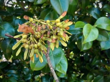 Fotografia da espécie Acer pseudoplatanus