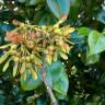 Fotografia 18 da espécie Acer pseudoplatanus do Jardim Botânico UTAD