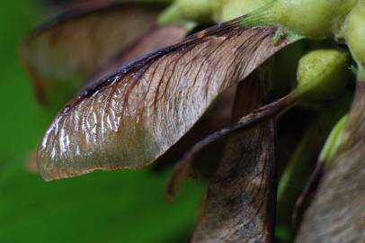 Fotografia da espécie Acer pseudoplatanus