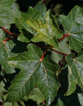 Fotografia 20 da espécie Acer pseudoplatanus no Jardim Botânico UTAD