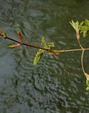Fotografia 21 da espécie Acer pseudoplatanus no Jardim Botânico UTAD