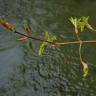 Fotografia 21 da espécie Acer pseudoplatanus do Jardim Botânico UTAD