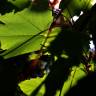 Fotografia 22 da espécie Acer pseudoplatanus do Jardim Botânico UTAD