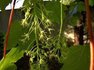 Fotografia da espécie Acer pseudoplatanus