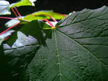 Fotografia da espécie Acer pseudoplatanus