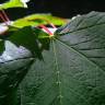 Fotografia 24 da espécie Acer pseudoplatanus do Jardim Botânico UTAD