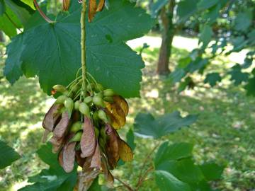 Fotografia da espécie Acer pseudoplatanus