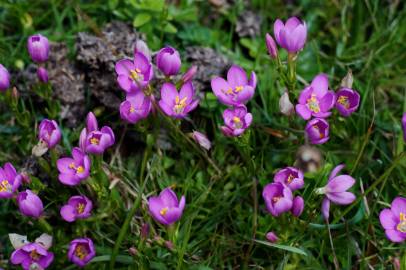 Fotografia da espécie Centaurium scilloides subesp. majus