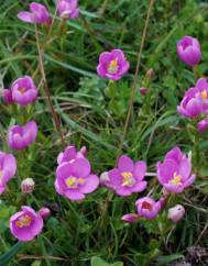 Centaurium scilloides subesp. majus