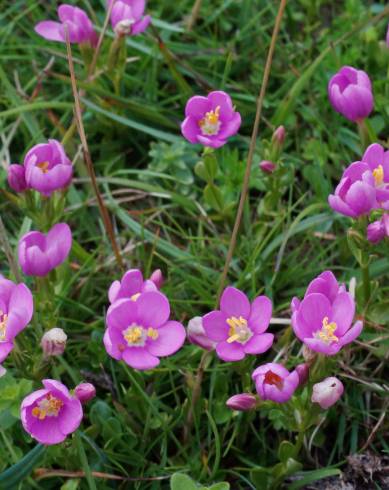 Fotografia de capa Centaurium scilloides subesp. majus - do Jardim Botânico