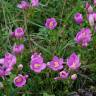 Fotografia 1 da espécie Centaurium scilloides subesp. majus do Jardim Botânico UTAD