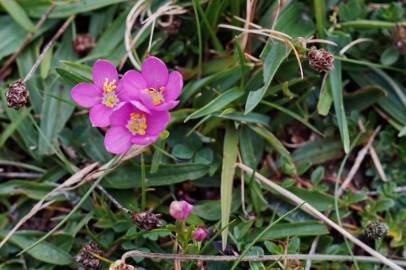 Fotografia da espécie Centaurium scilloides subesp. majus