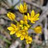 Fotografia 10 da espécie Allium scorzonerifolium do Jardim Botânico UTAD