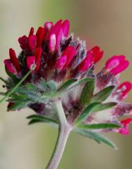 Anthyllis vulneraria subesp. maura