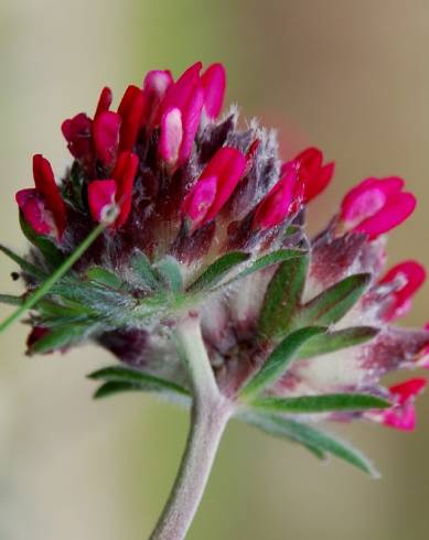 Fotografia de capa Anthyllis vulneraria subesp. maura - do Jardim Botânico