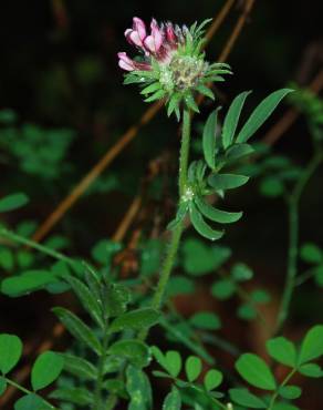 Fotografia 10 da espécie Anthyllis vulneraria subesp. maura no Jardim Botânico UTAD