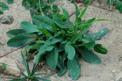 Fotografia da espécie Anthyllis vulneraria subesp. maura