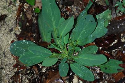 Fotografia da espécie Anthyllis vulneraria subesp. maura