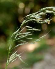 Fotografia da espécie Arrhenatherum elatius