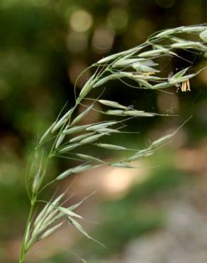 Fotografia 1 da espécie Arrhenatherum elatius subesp. elatius no Jardim Botânico UTAD