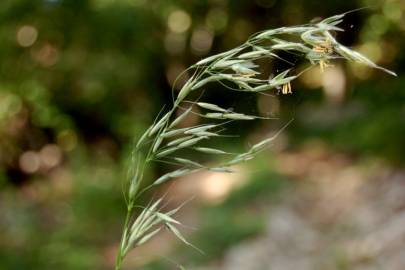 Fotografia da espécie Arrhenatherum elatius subesp. elatius