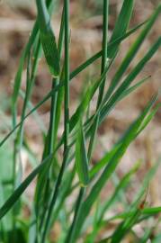 Fotografia da espécie Arrhenatherum elatius subesp. elatius